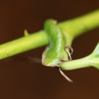 Smilax perfoliata Lour.